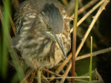 Groene Reiger / Green Heron / Butorides virescens