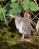 Groene Reiger / Green Heron / Butorides virescens