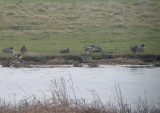 Amerikaanse Wintertaling / Green-winged Teal / Anas crecca