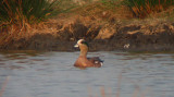 Amerikaanse Smient / American Wigeon / Anas americana