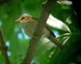 Iberische Tjiftjaf / Iberian Chiffchaff / Phylloscopus ibericus