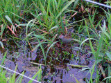 Kleinst Waterhoen / Baillons Crake / Porzana pusilla