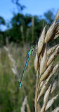 Gaffelwaterjuffer / Coenagrion scitulum