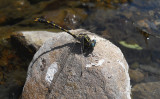 Grote Tanglibel / Onychomphus uncatus