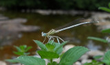 Witte Breedscheenjuffer / Platycnemis latipes
