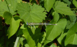 Witte Breedscheenjuffer / Platycnemis latipes