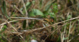 Oranje Breedscheenjuffer / Platycnemis acutipennis