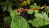 Zuidelijke Heidelibel / Sympetrum meridionale