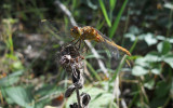 Zuidelijke Heidelibel / Sympetrum meridionale