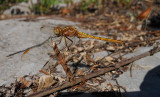 Beekoeverlibel / Orthetrum coerulescens