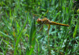 Geelvlekheidelibel / Sympetrum flaveolum