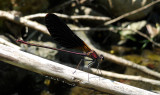 Koperen Beekjuffer / Calopteryx haemorrhoidalis