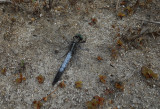 Witpuntoeverlibel / Orthetrum albistylum