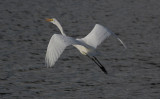 Grote Zilverreiger / Great Egret / Ardea alba