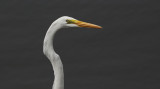 Grote Zilverreiger / Great Egret / Ardea alba