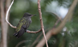 Antillean Crested Hummingbird / Orthorhyncus cristatus