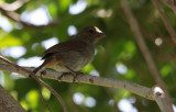 Black-faced Grassquit / Tiaris bicolor