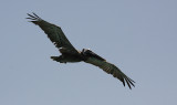 Bruine Pelikaan / Brown Pelican / Pelecanus occidentalis