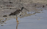 Grote Geelpootruiter / Greater Yellowlegs / Tringa melanoleuca