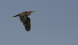 Groene Reiger / Green Heron / Butorides virescens