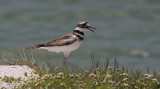 Killdeerplevier / Killdeer / Charadrius vociferus