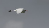 Koereiger / Cattle Egret / Bubulcus ibis