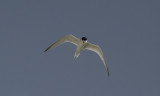 Amerikaanse Dwergstern / Least Tern / Sternula antillarum