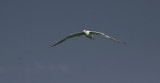Royal tern / Thalasseus maximus