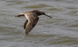 Kleine Grijze Snip / Short-billed Dowitcher / Limnodromus griseus