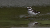 Amerikaanse Bontbekplevier / Semipalmated Plover / Charadrius semipalmatus