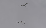 Roodsnavelkeerkringvogel / Red-billed Tropicbird / Phaethon aethereus