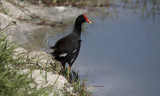 Waterhoen / Common Moorhen / Gallinula chloropus