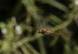 Wereldzwerver / Pantala flavescens
