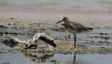 Willet / Tringa semipalmata