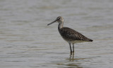 Willet / Tringa semipalmata