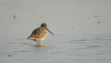 Grote Grijze Snip / Long-billed Dowitcher / Limnodromus scolopaceus