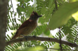 Barred Antshrike / Thamnophilus doliatus