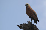 Black-collared Hawk / Busarellus nigricollis