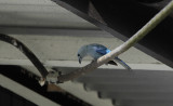 Blue-grey Tanager / Thraupis episcopus