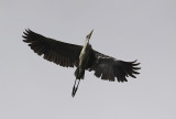 Cocoi Heron / Ardea cocoi