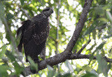 Great Black Hawk / Buteogallus urubitinga