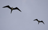 Magnificent Frigatebird / Fregata magnificens