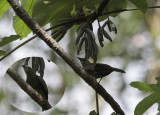 Palm Tanager / Thraupis palmarum