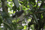 Roadside Hawk / Buteo magnirostris