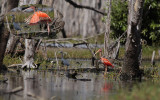 Scarlet Ibis / Eudocimus ruber