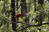 Scarlet Ibis / Eudocimus ruber