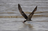 Black Skimmer / Rynchops niger