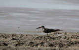 Black Skimmer / Rynchops niger