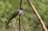 Short-crested Flycatcher / Myiarchus ferox