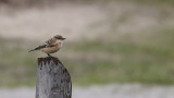 Aziatische Roodborsttapuit / Siberian Stonechat / Saxicola maurus